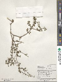 Coprosma spathulata image