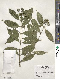 Faramea multiflora image