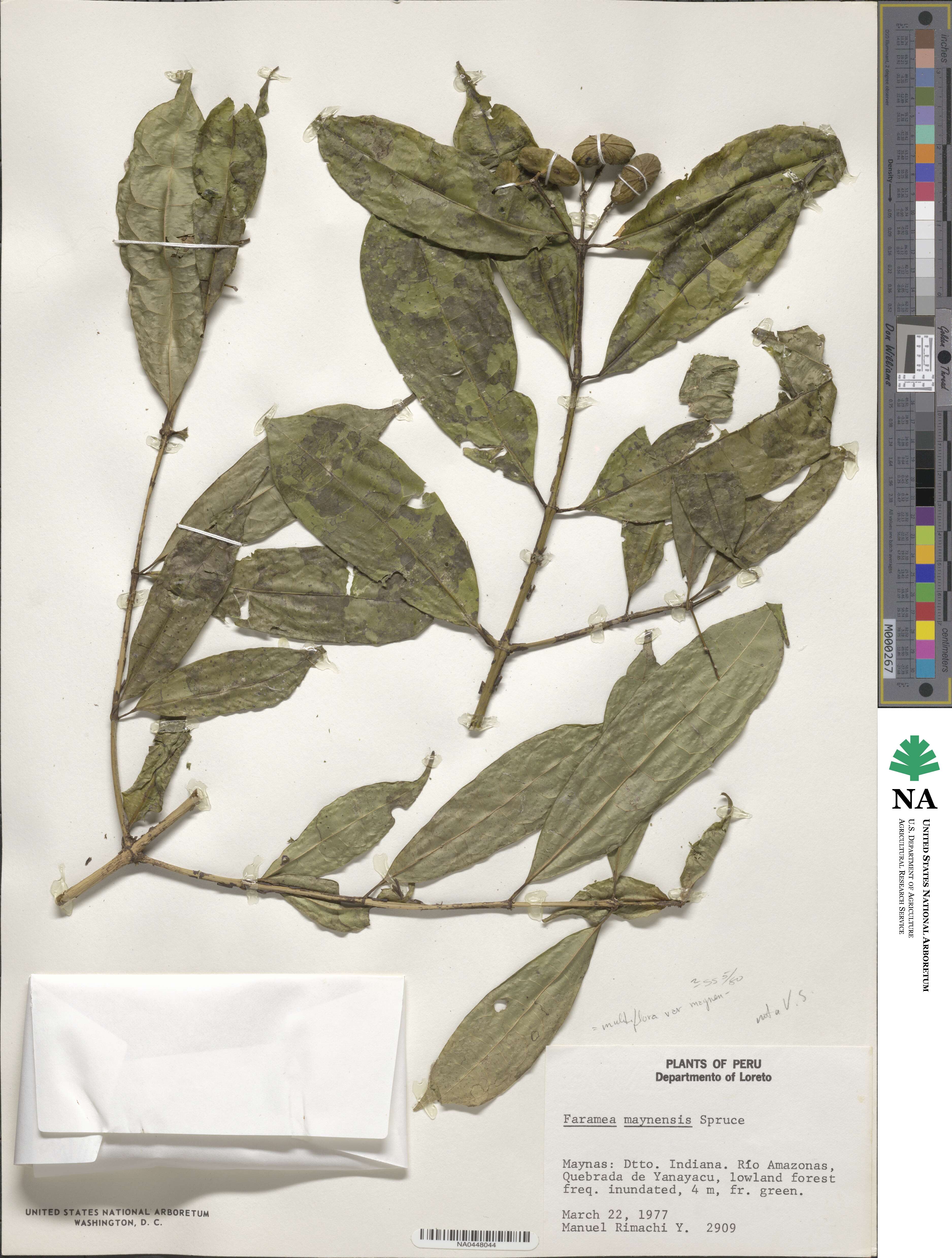 Faramea multiflora image