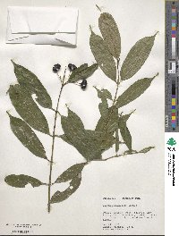 Faramea multiflora image