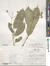 Faramea multiflora image