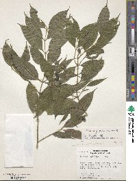 Faramea multiflora image