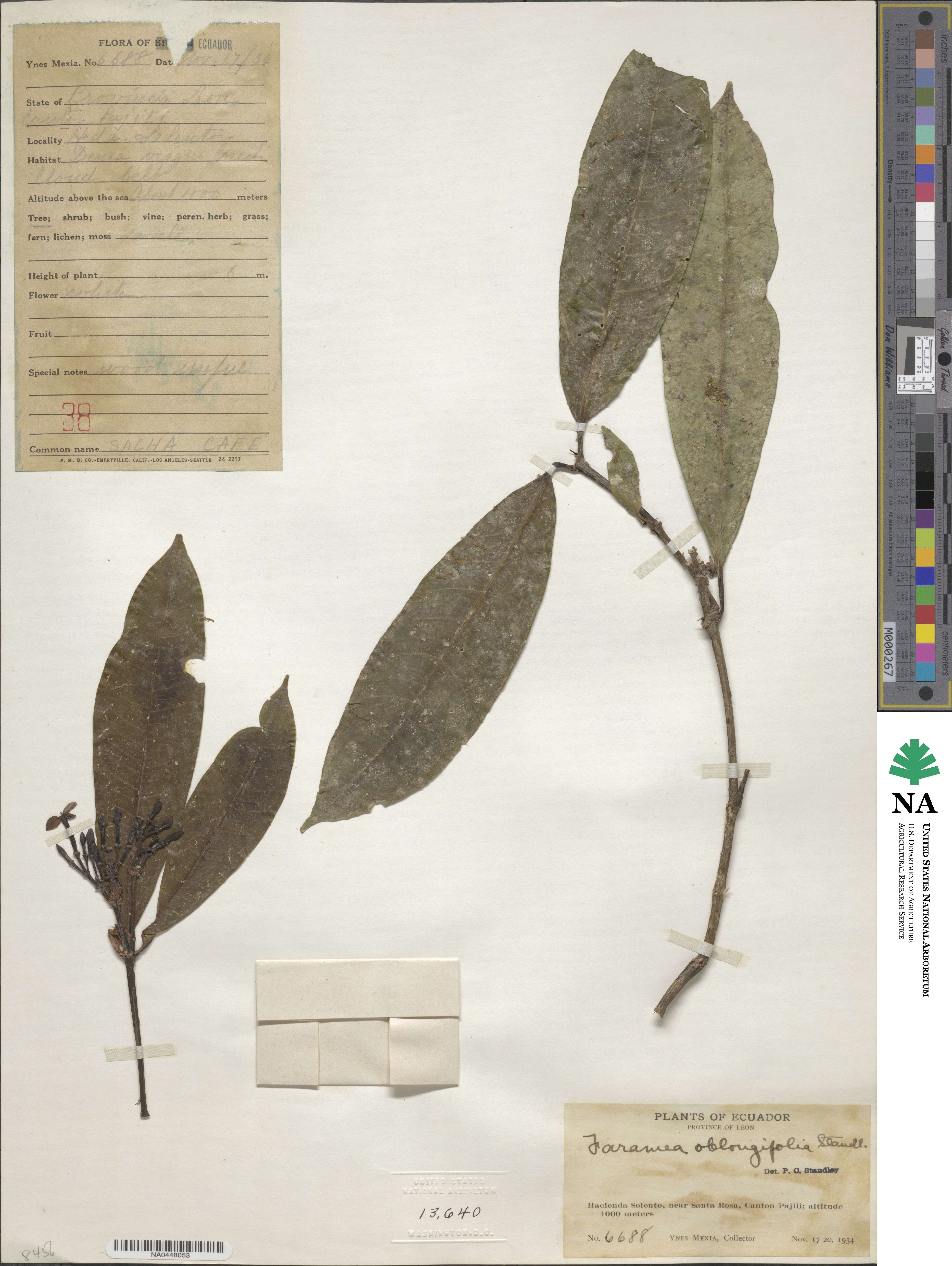 Faramea oblongifolia image