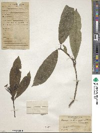 Image of Faramea oblongifolia