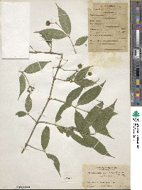 Image of Faramea quinqueflora