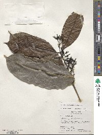 Faramea tamberlikiana subsp. tamberlikiana image