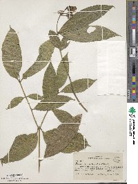 Faramea multiflora image