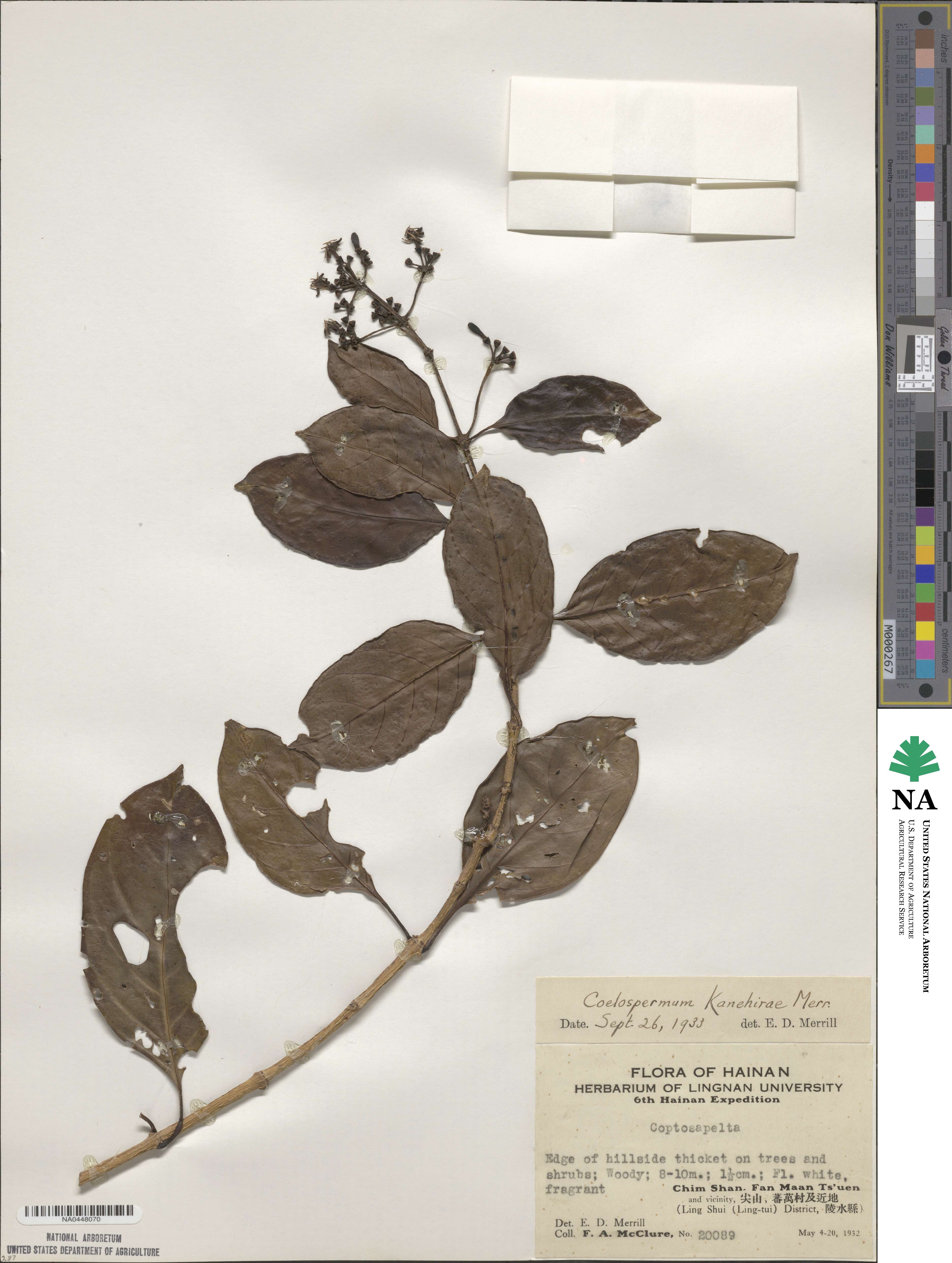 Coelospermum truncatum image