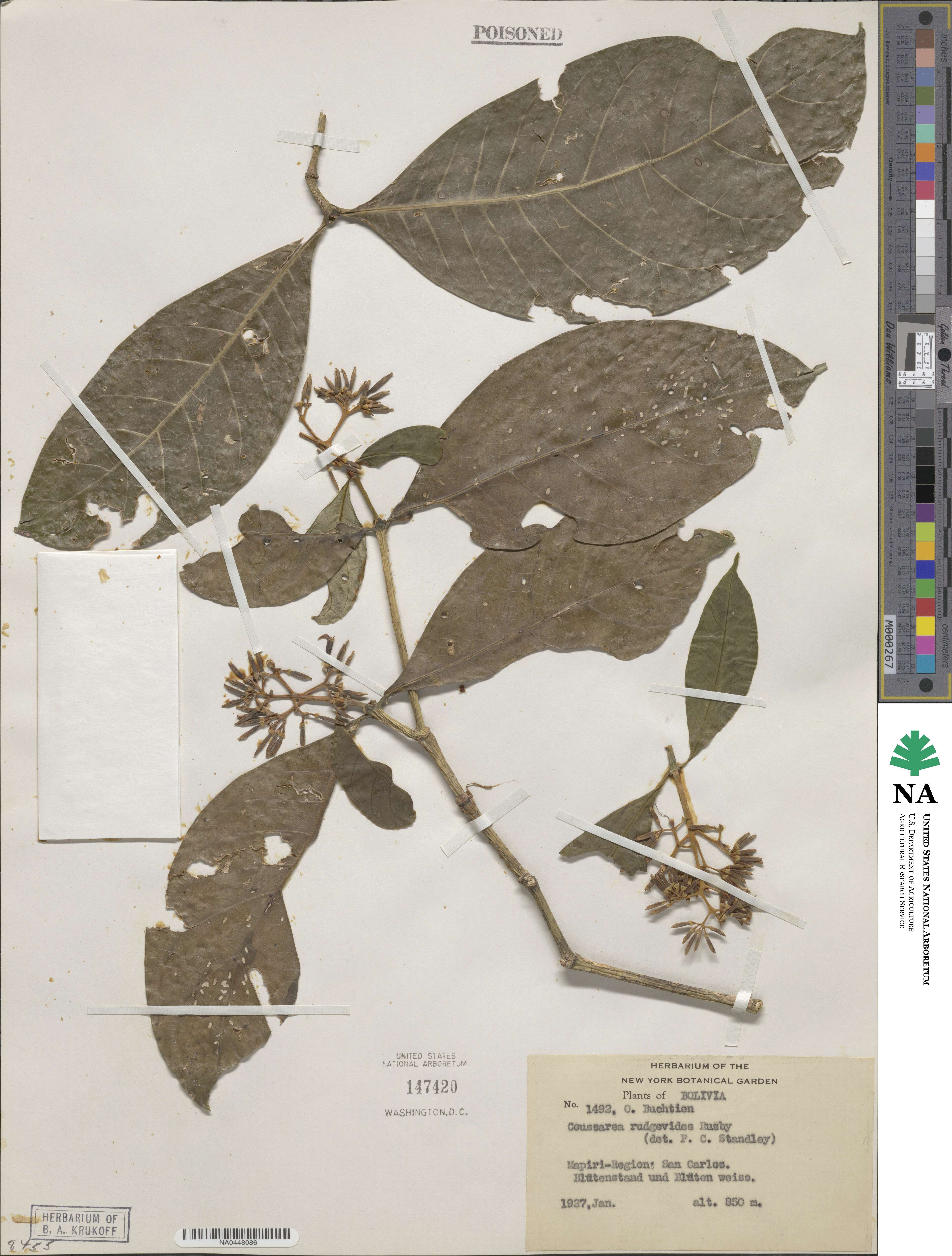 Coussarea rudgeoides image