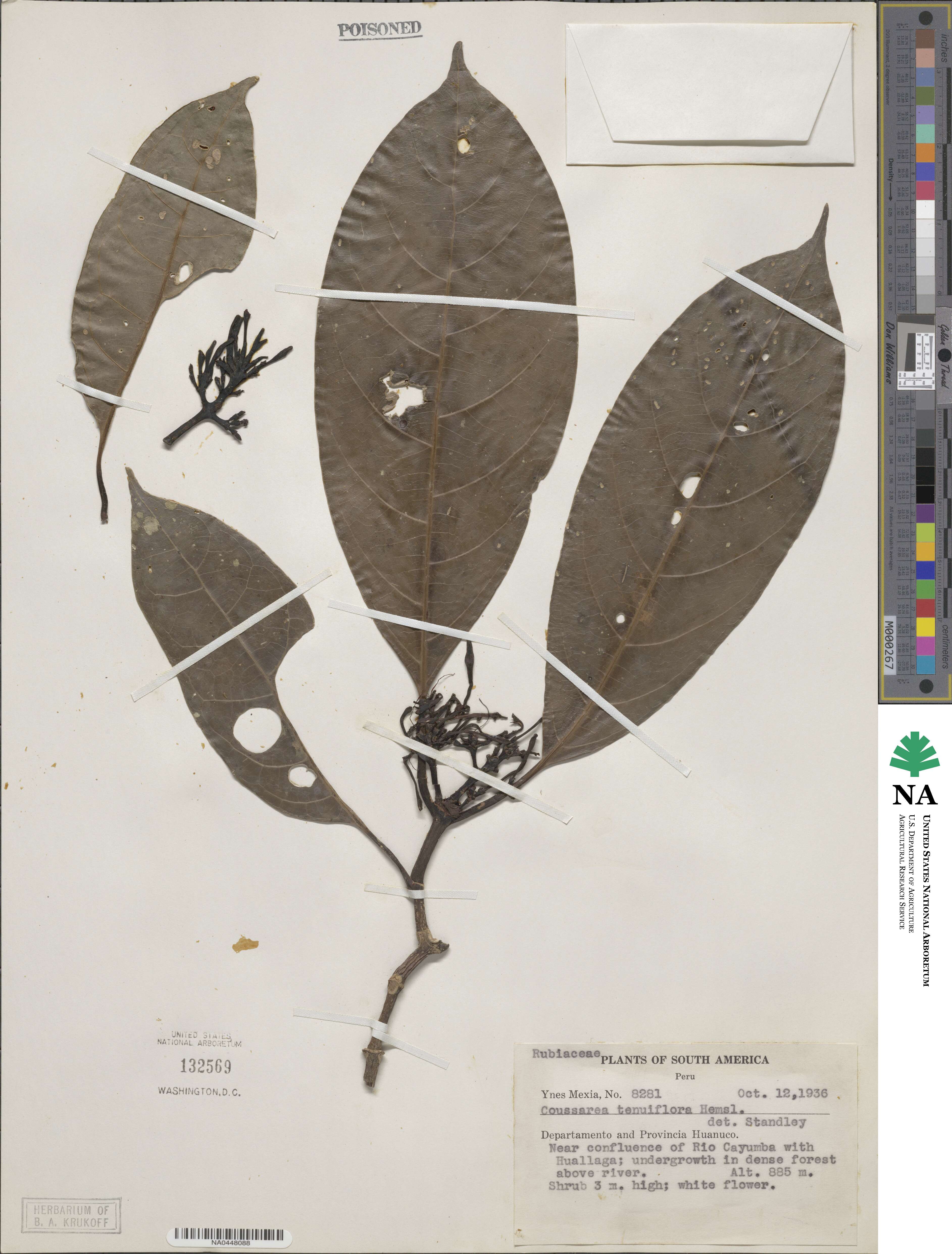 Coussarea tenuiflora image