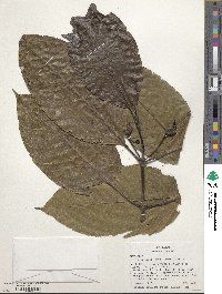 Image of Faramea papirifolia