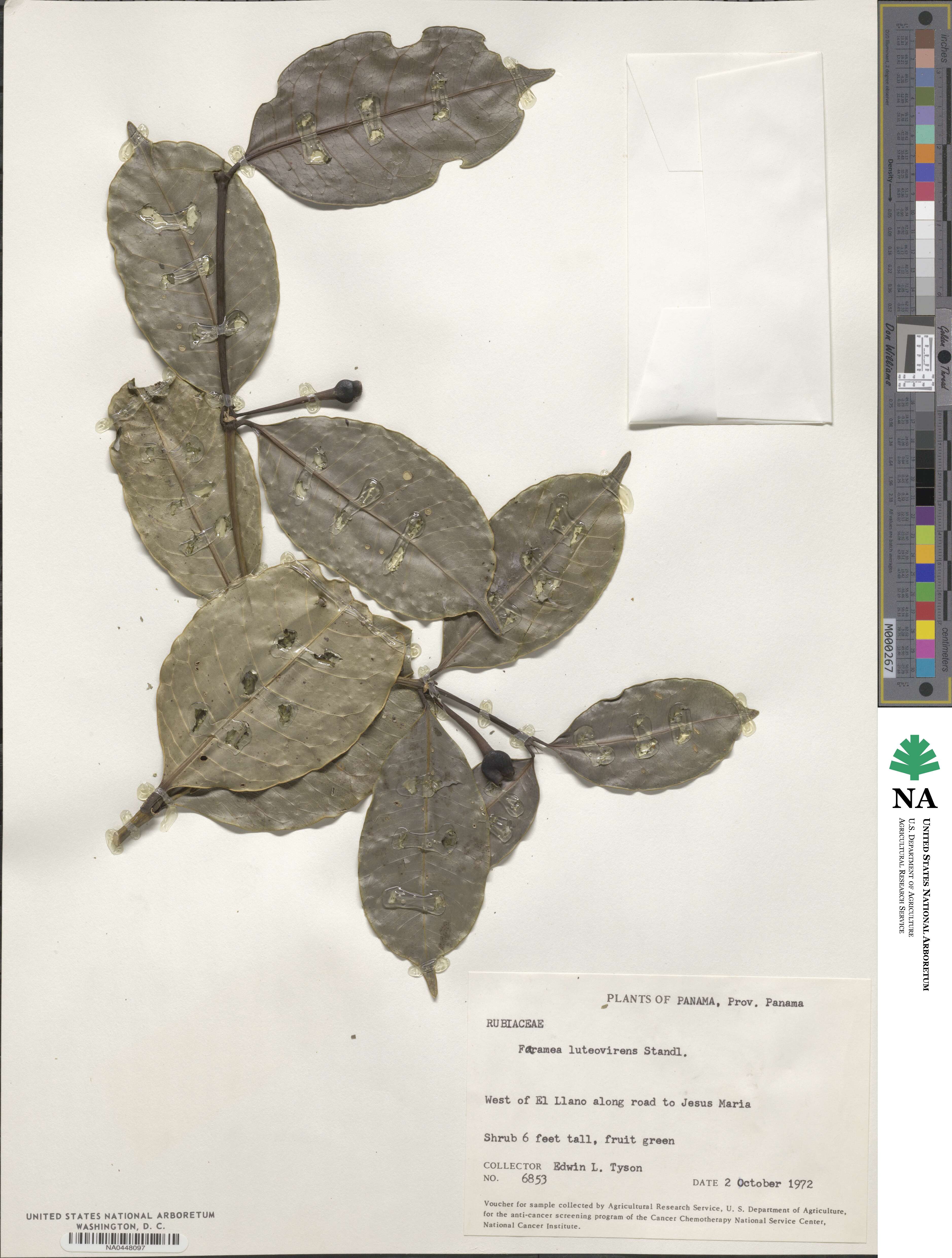 Faramea luteovirens image