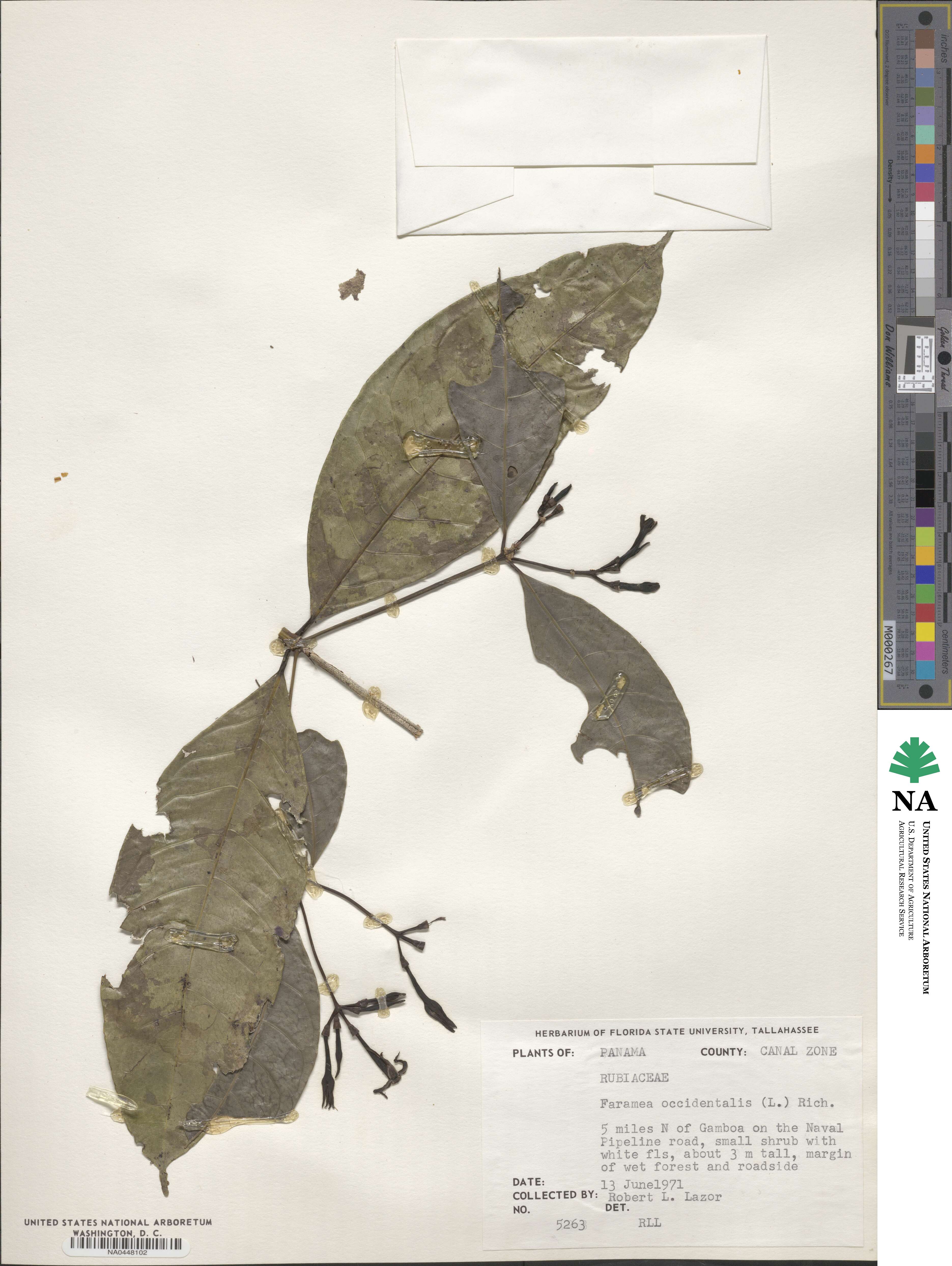 Faramea occidentalis image