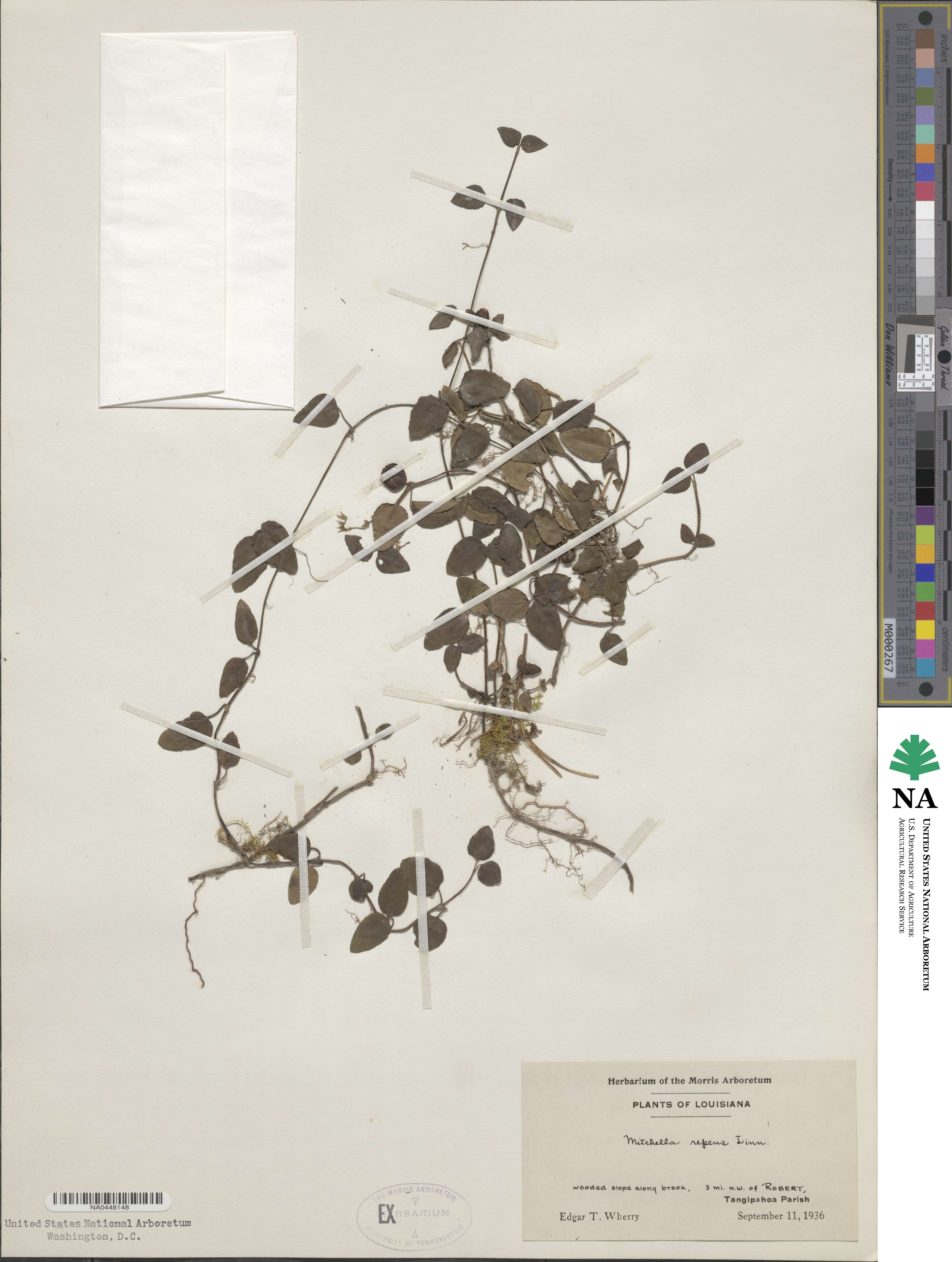 Mitchella repens image