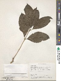 Morinda coreia image