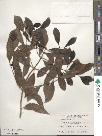 Morinda royoc image