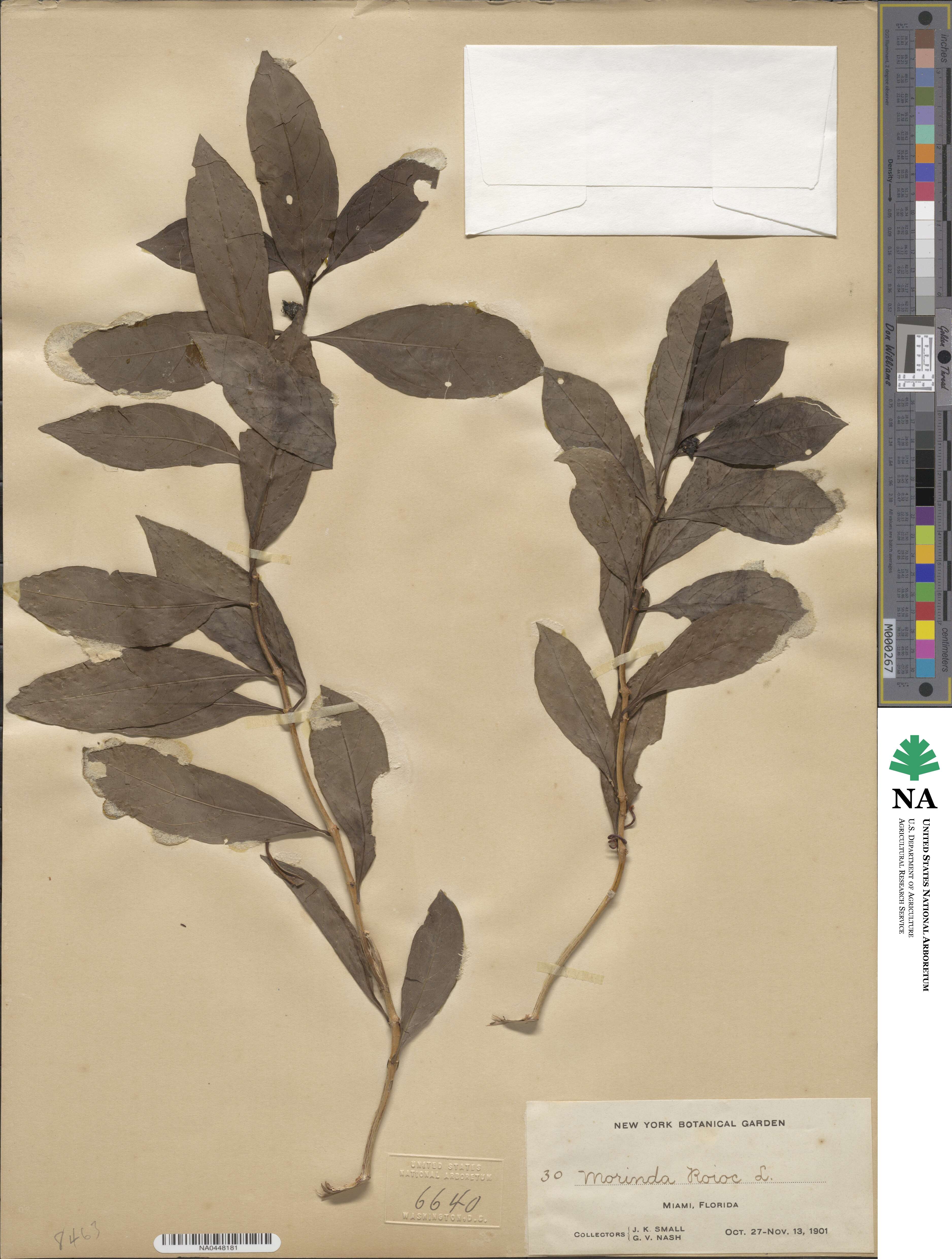 Morinda royoc image