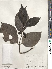 Image of Morinda panamensis