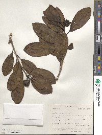 Morinda panamensis image