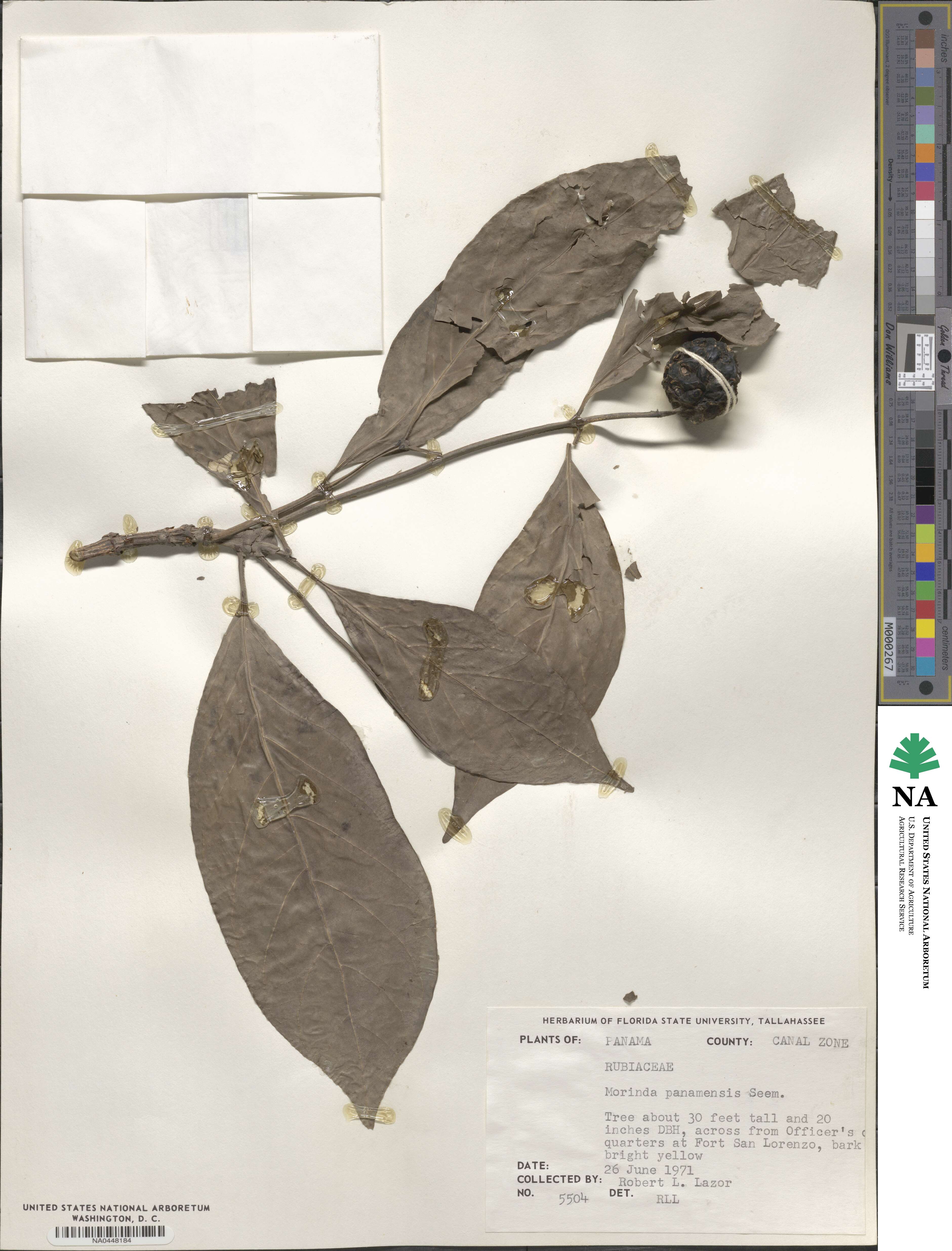 Morinda panamensis image