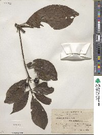 Morinda panamensis image