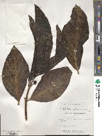 Morinda citrifolia image