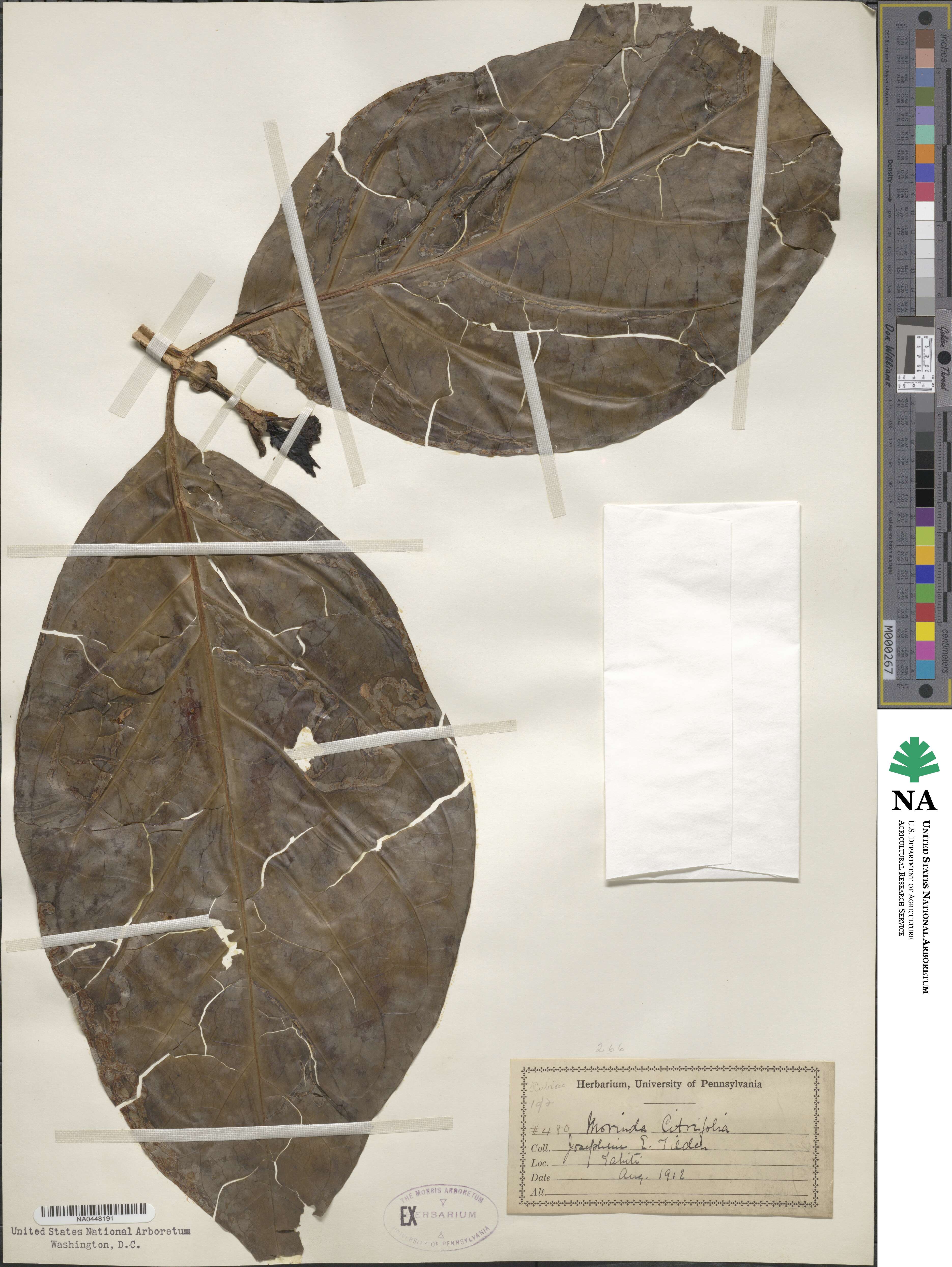 Morinda citrifolia image