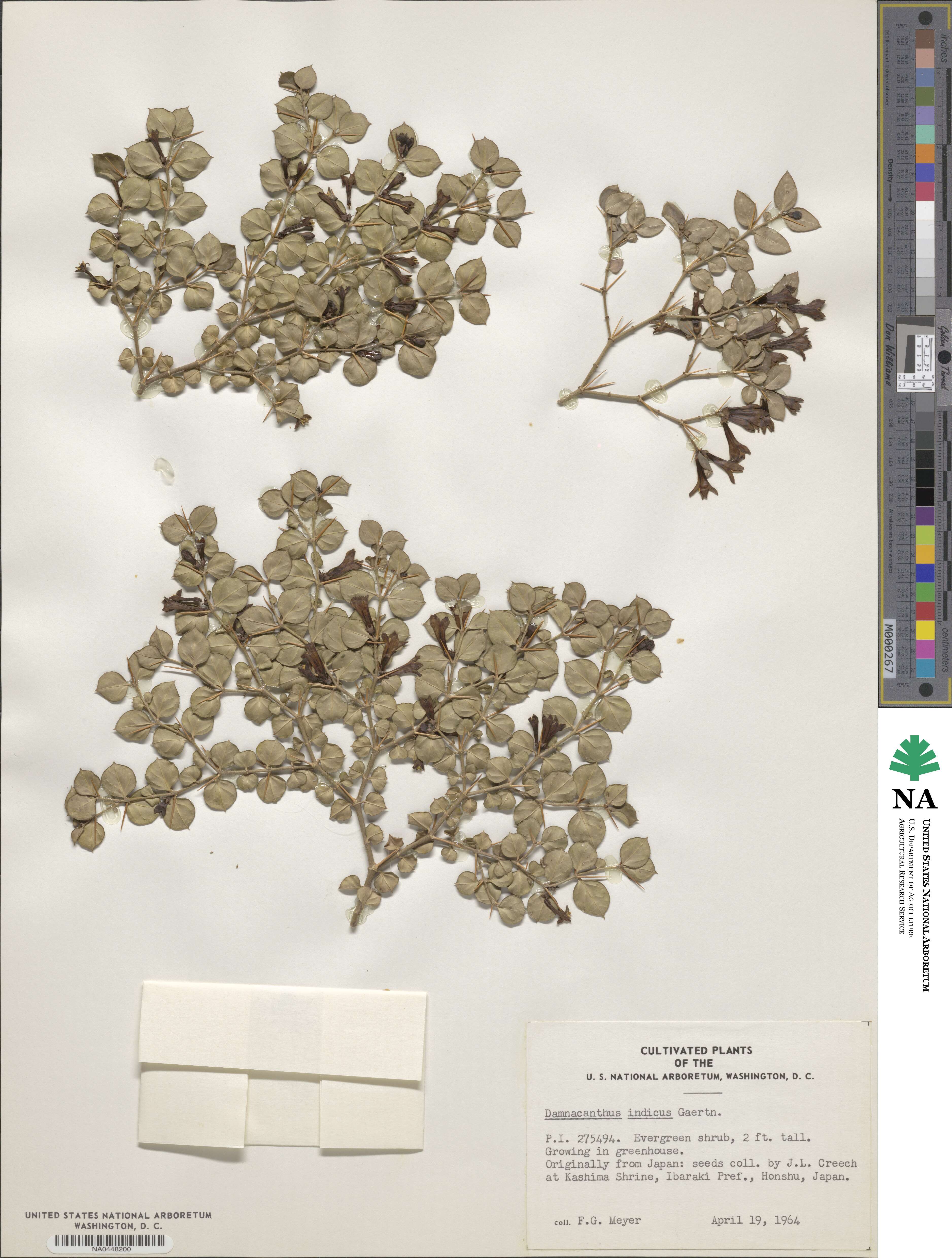 Damnacanthus indicus image
