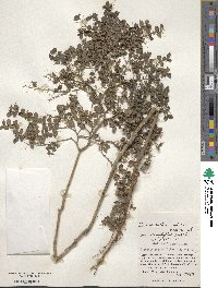 Damnacanthus indicus var. microphyllus image