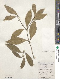 Image of Damnacanthus × okinawensis