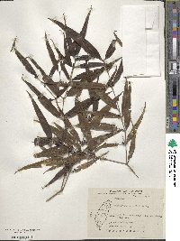 Damnacanthus angustifolius image