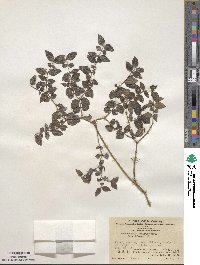 Damnacanthus indicus image