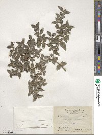 Damnacanthus indicus image