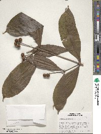 Faramea anisocalyx image