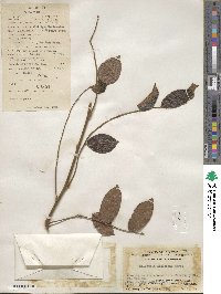 Callerya dielsiana image