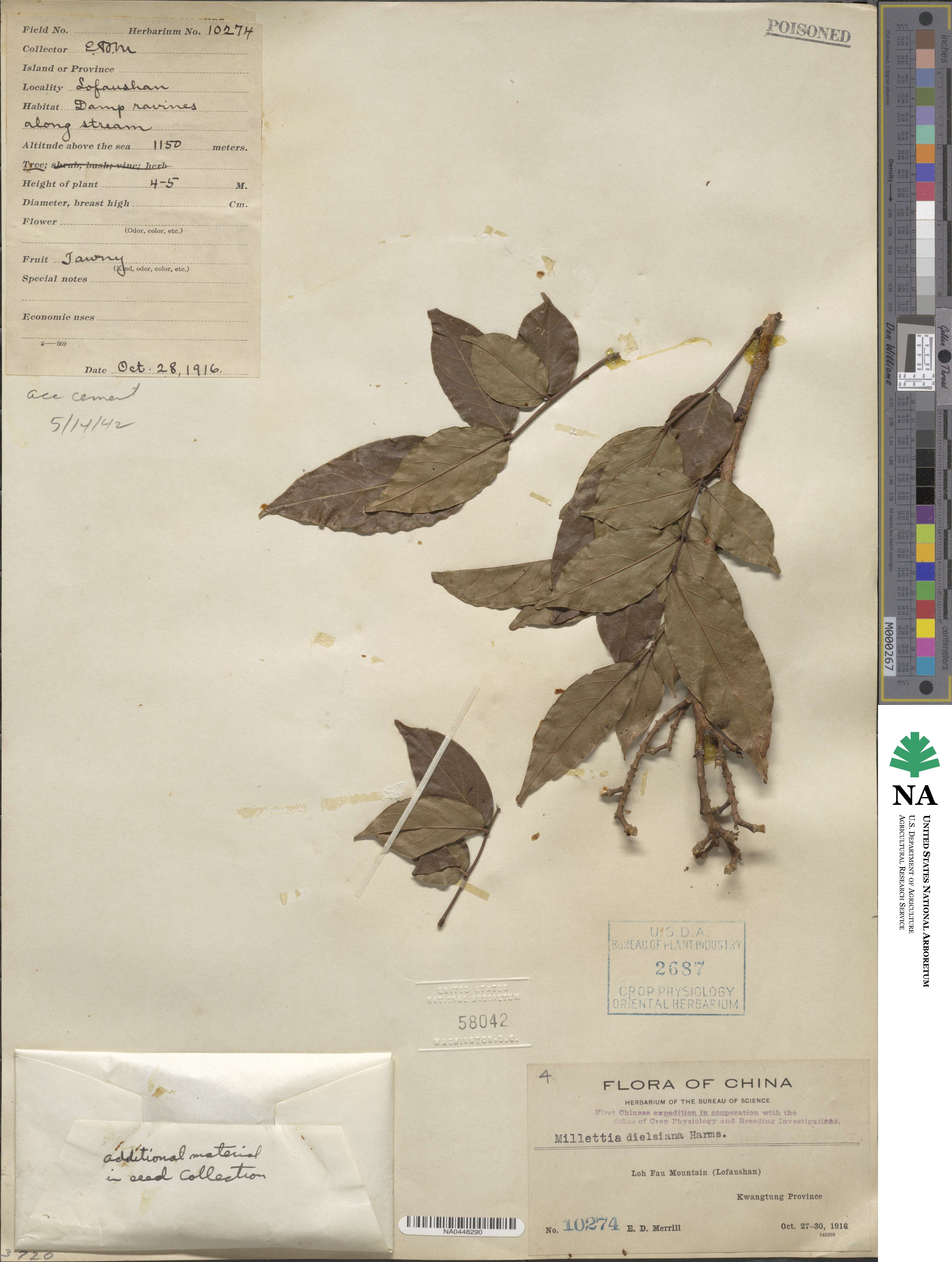 Callerya dielsiana image