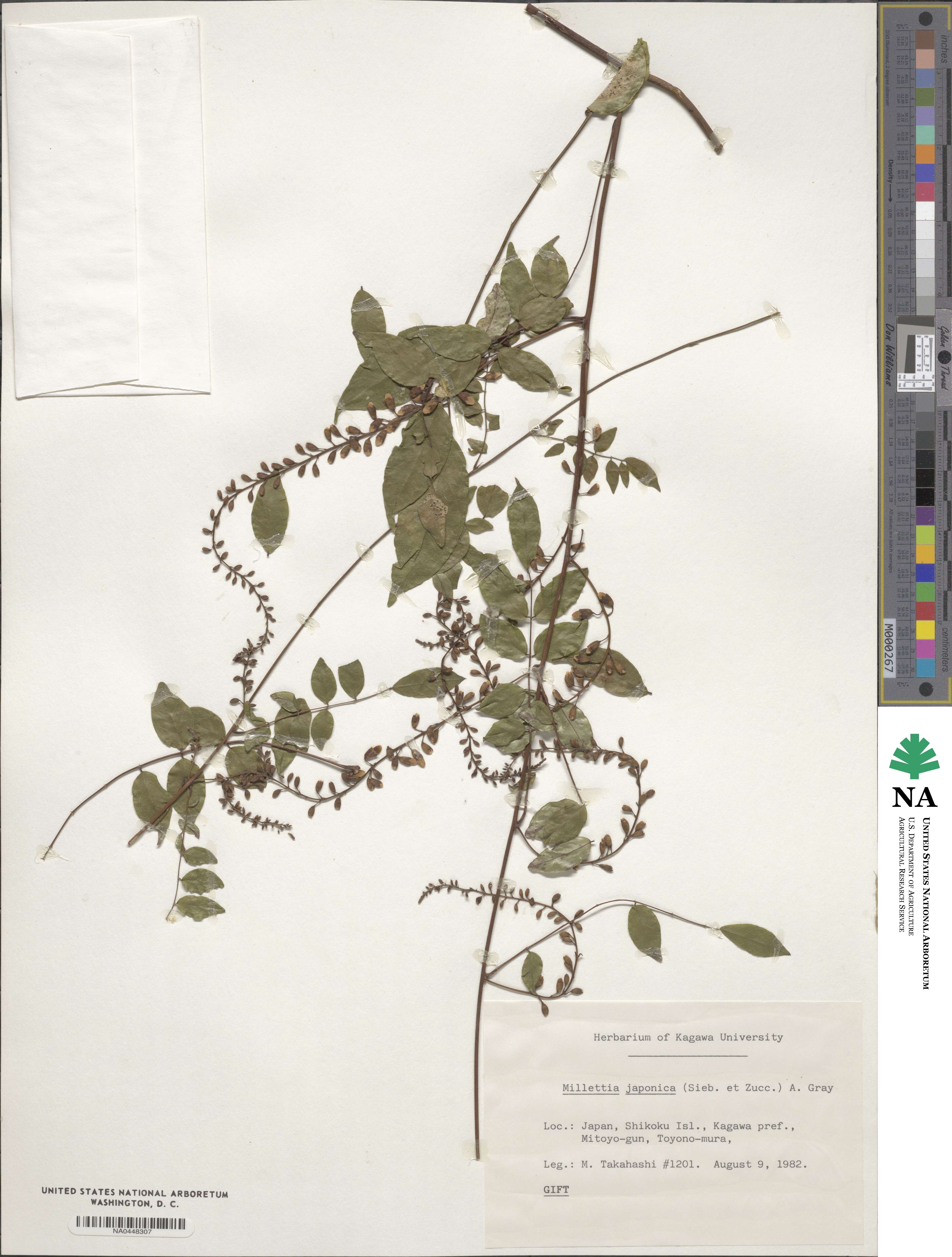 Wisteriopsis japonica image