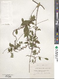 Wisteriopsis japonica image