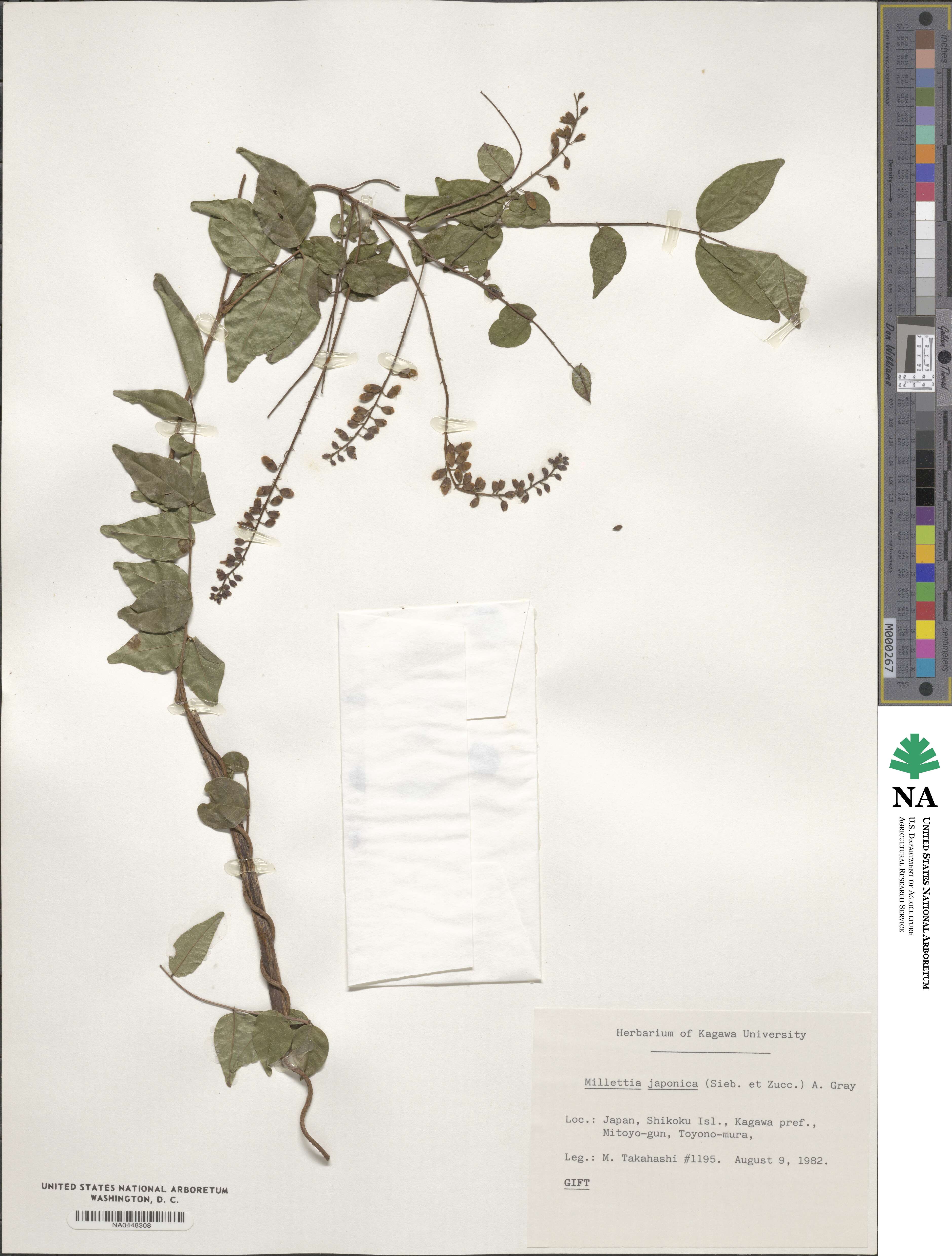 Wisteriopsis japonica image