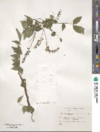 Wisteriopsis japonica image