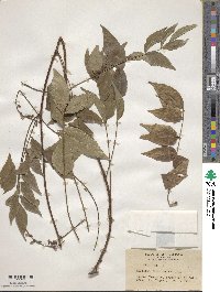 Wisteriopsis japonica image