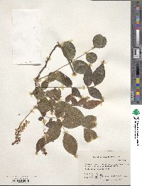 Image of Wisteriopsis kiangsiensis