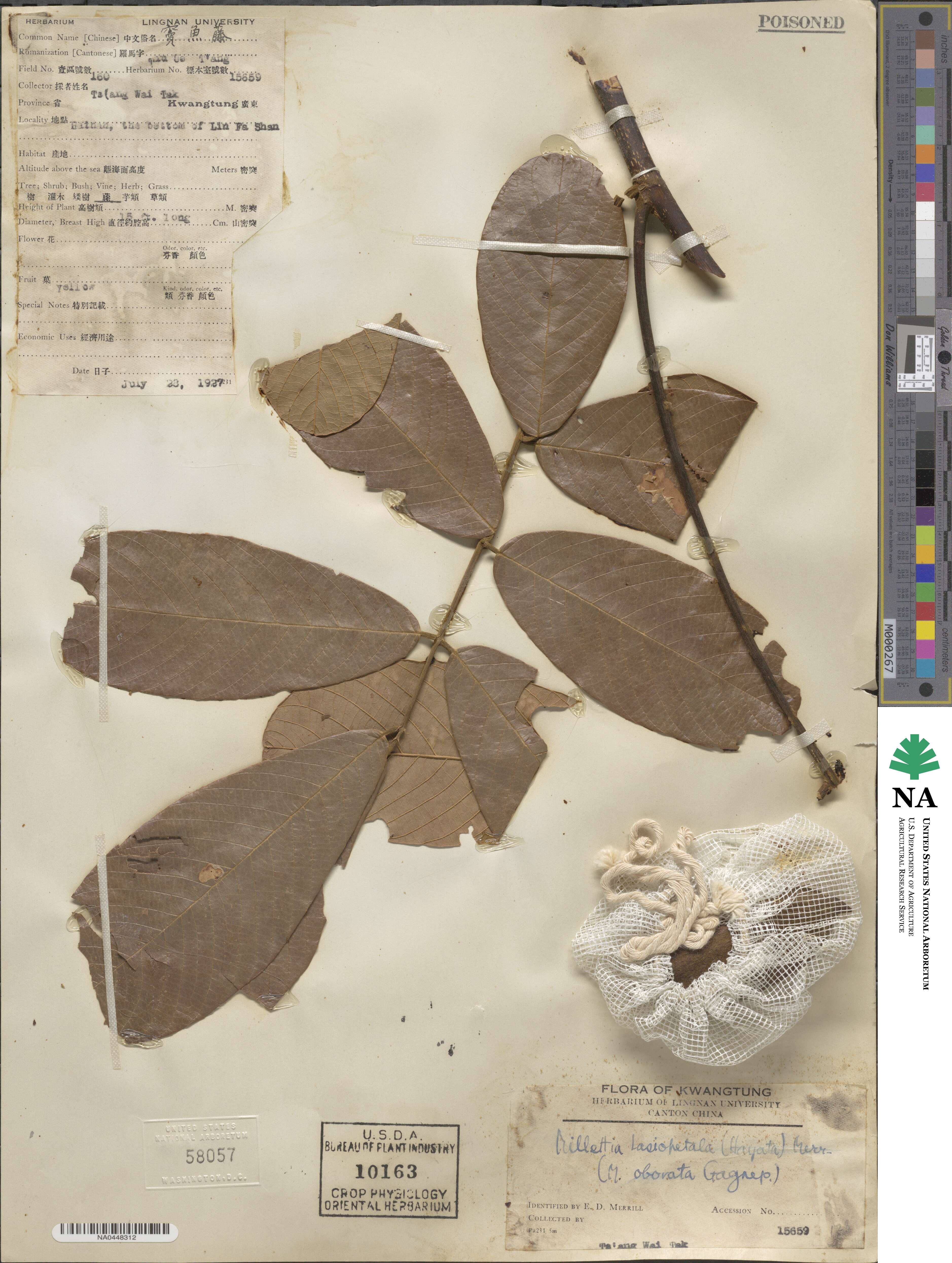 Millettia pachyloba image