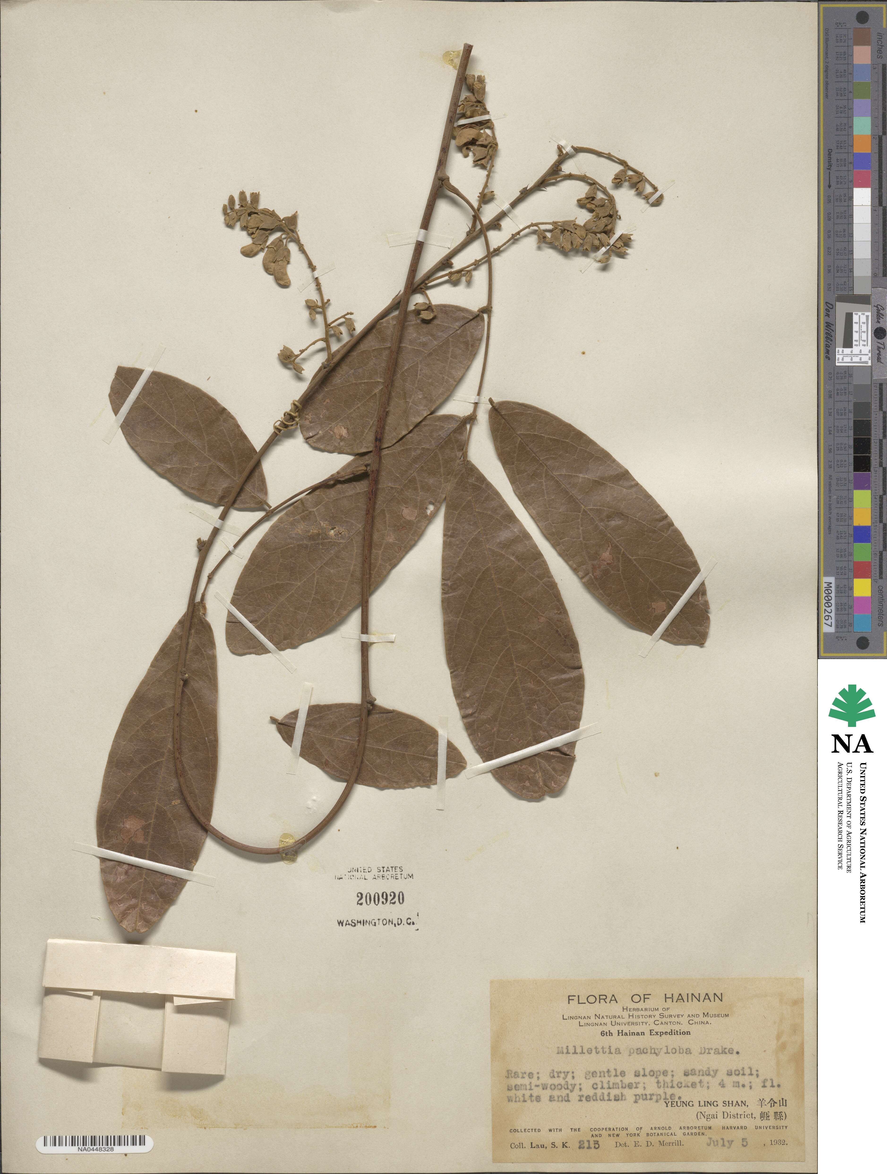 Millettia pachycarpa image