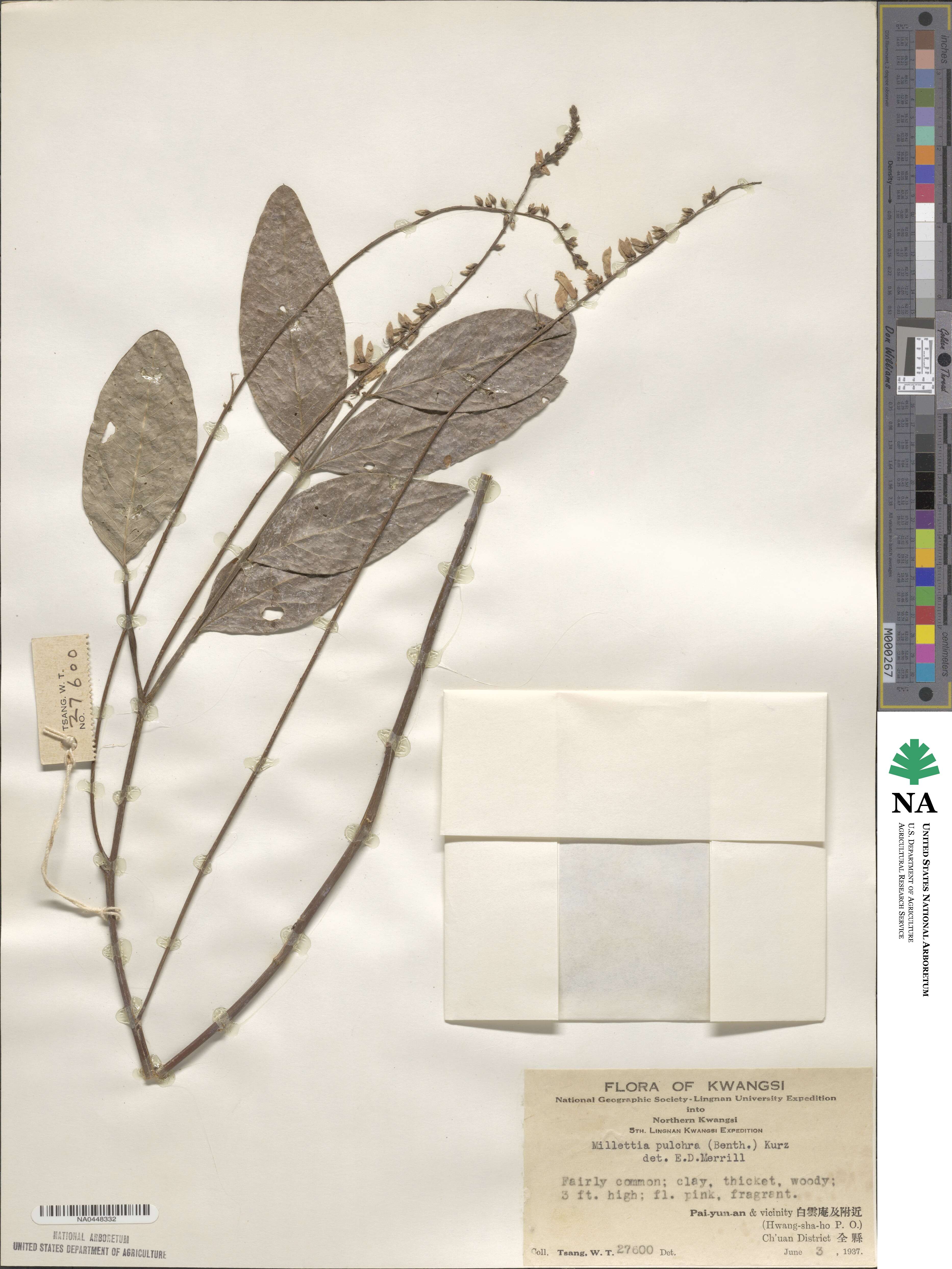 Millettia pulchra image
