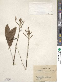 Wisteriopsis reticulata image