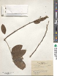 Wisteriopsis reticulata image