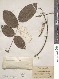 Wisteriopsis reticulata image