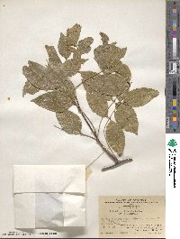 Wisteriopsis reticulata image