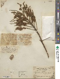 Wisteriopsis reticulata image